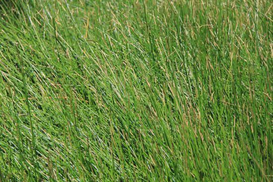 Wetland Plants - Se our list of Core Species - Water by Design