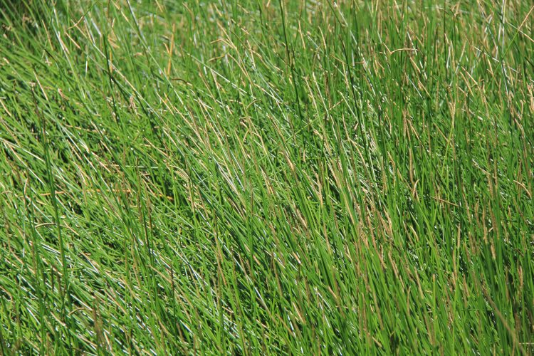 Wetland Plants Se our list of Core Species Water by Design