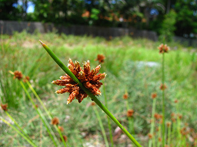 Water Sensitive Urban Design Plants